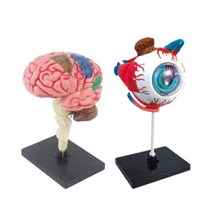 Little Anatomist 4D Build & Learn Science Kits